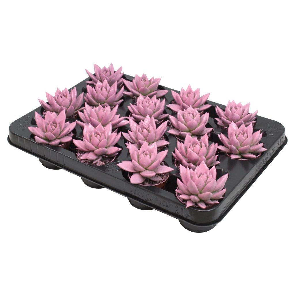 Echeveria colored pink 8cm 6cm Pot