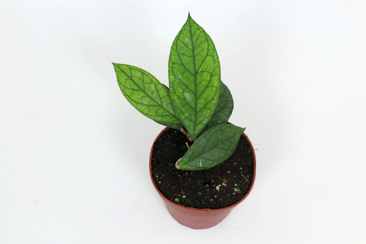 Hoya australis 15cm 12cm Pot