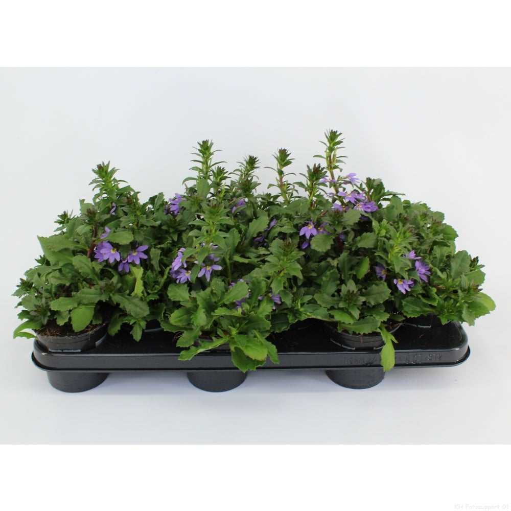 Scaevola Blue Fan 20cm 510cm Pot