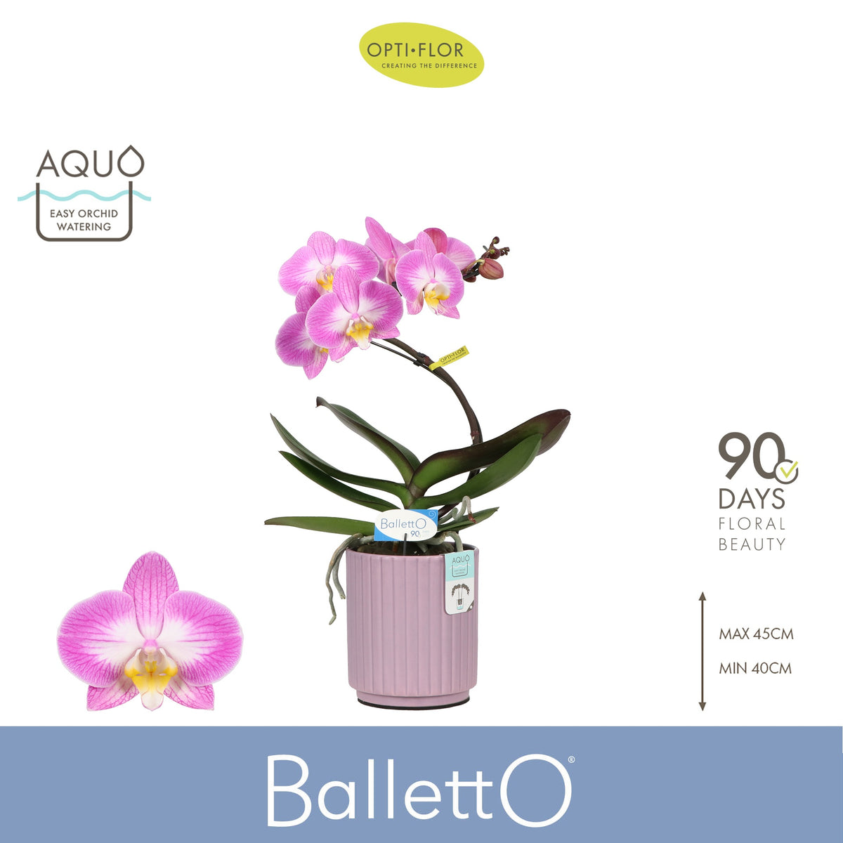 Phalaenopsis Hybrid 45cm 12cm Pot