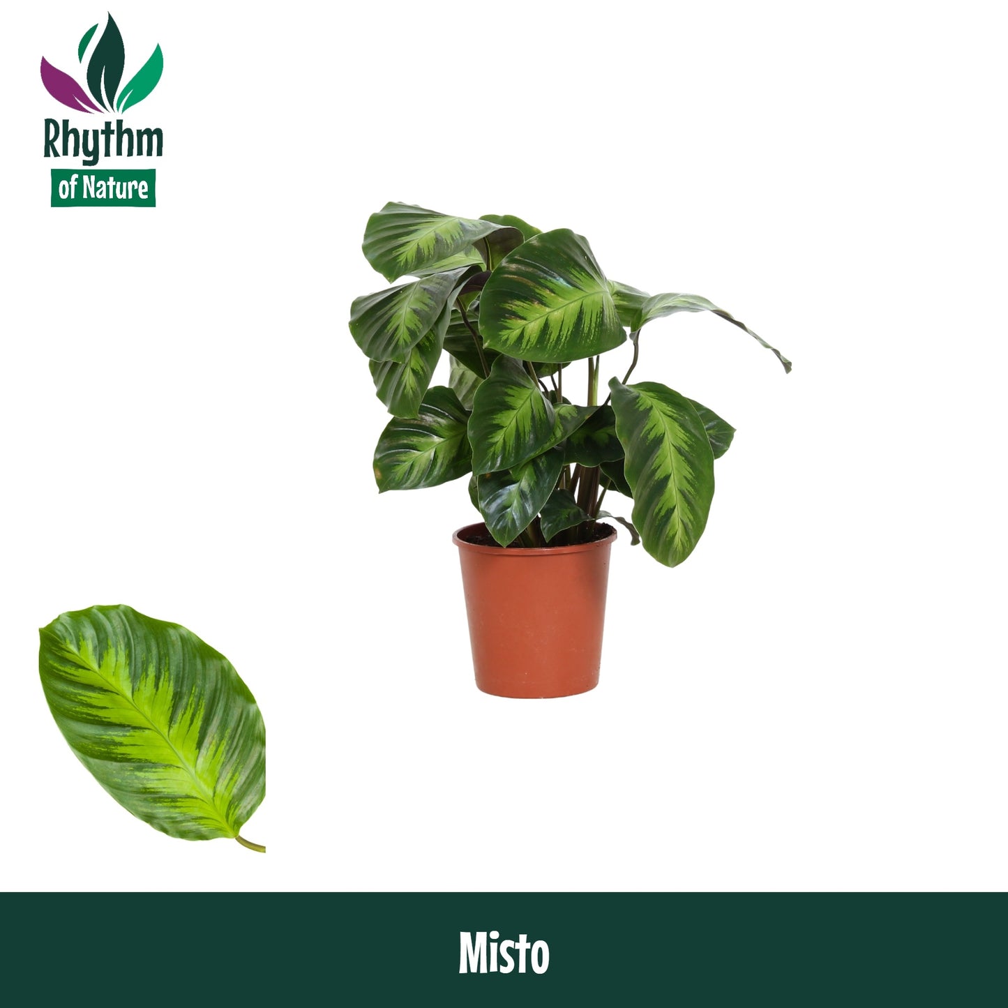 Valstar, Hkw. Gebr. Calathea Misto Pack of 10