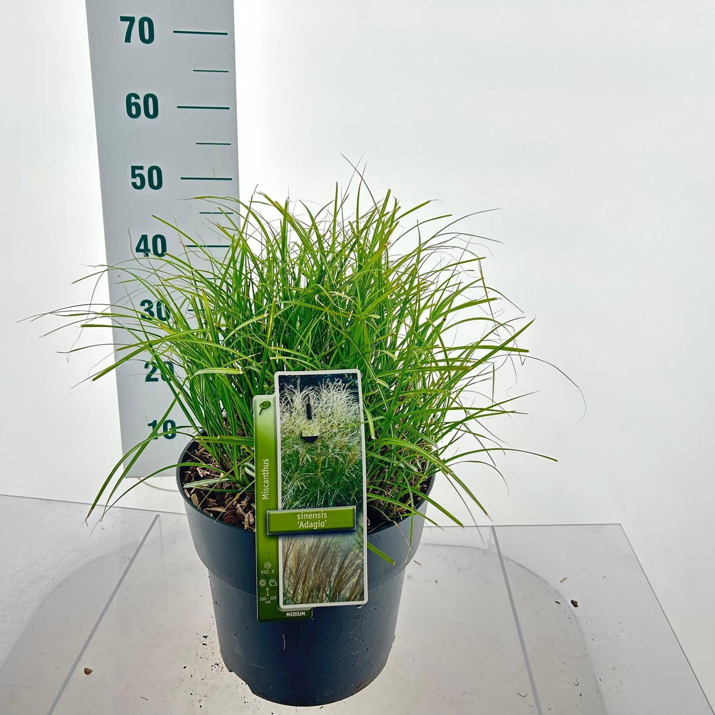 Miscanthus sin. Adagio 45cm 29cm Pot