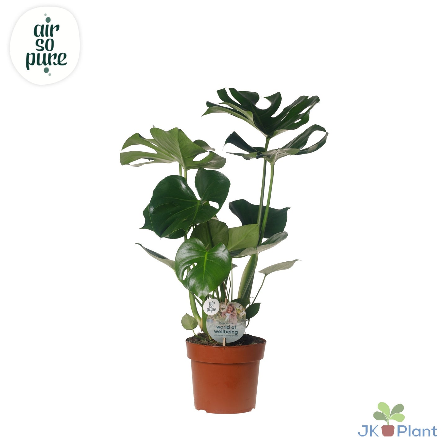 Monstera deliciosa 55cm 17cm Pot