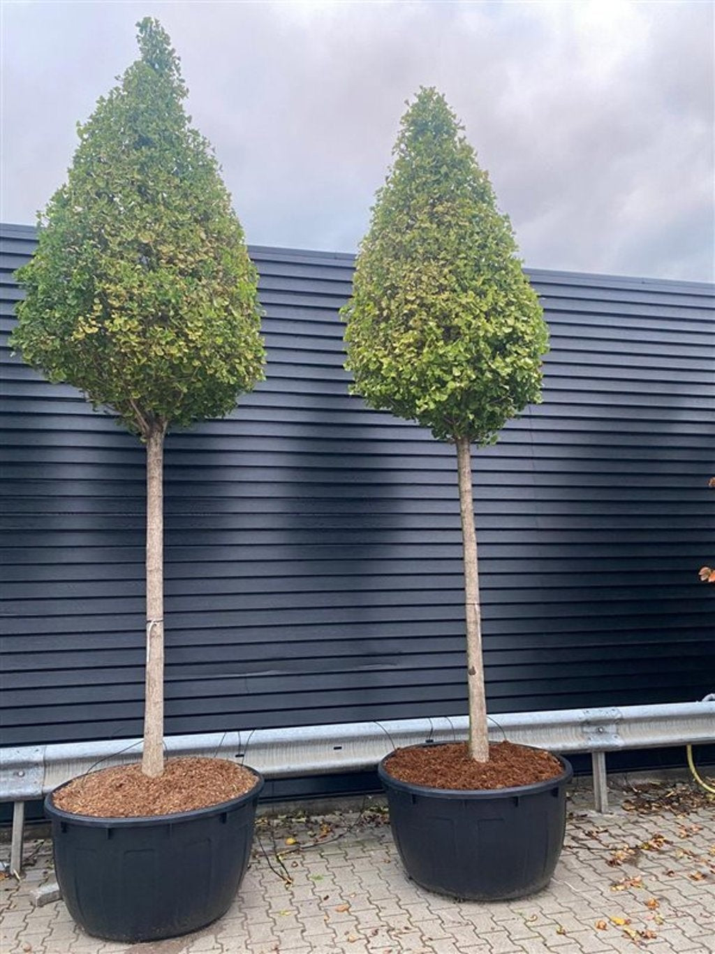 Ginkgo bil. Fast. Blagon 550cm 96cm Pot
