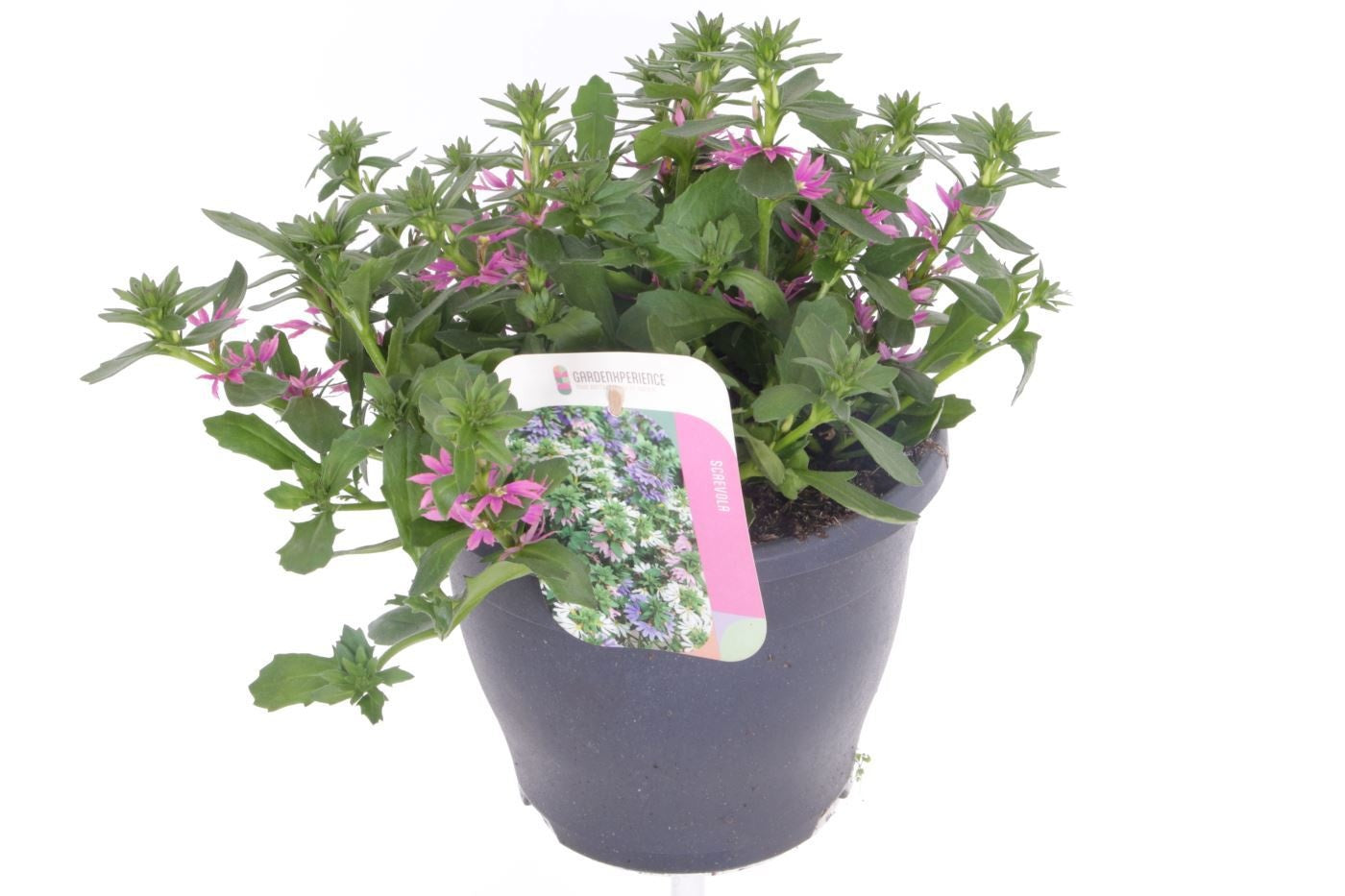 Scaevola aemula 40cm 23cm Pot
