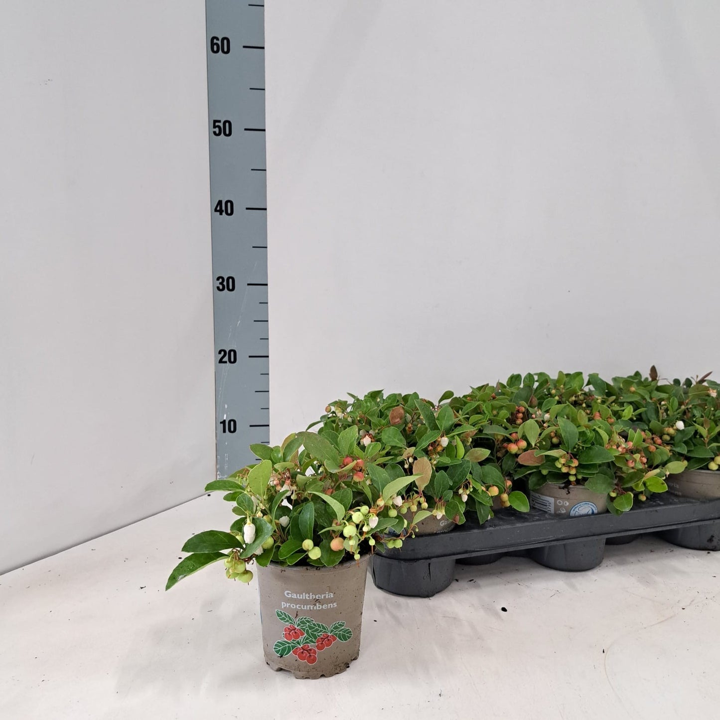 Gaultheria procumbens Big Berry 15cm 10.5cm Pot
