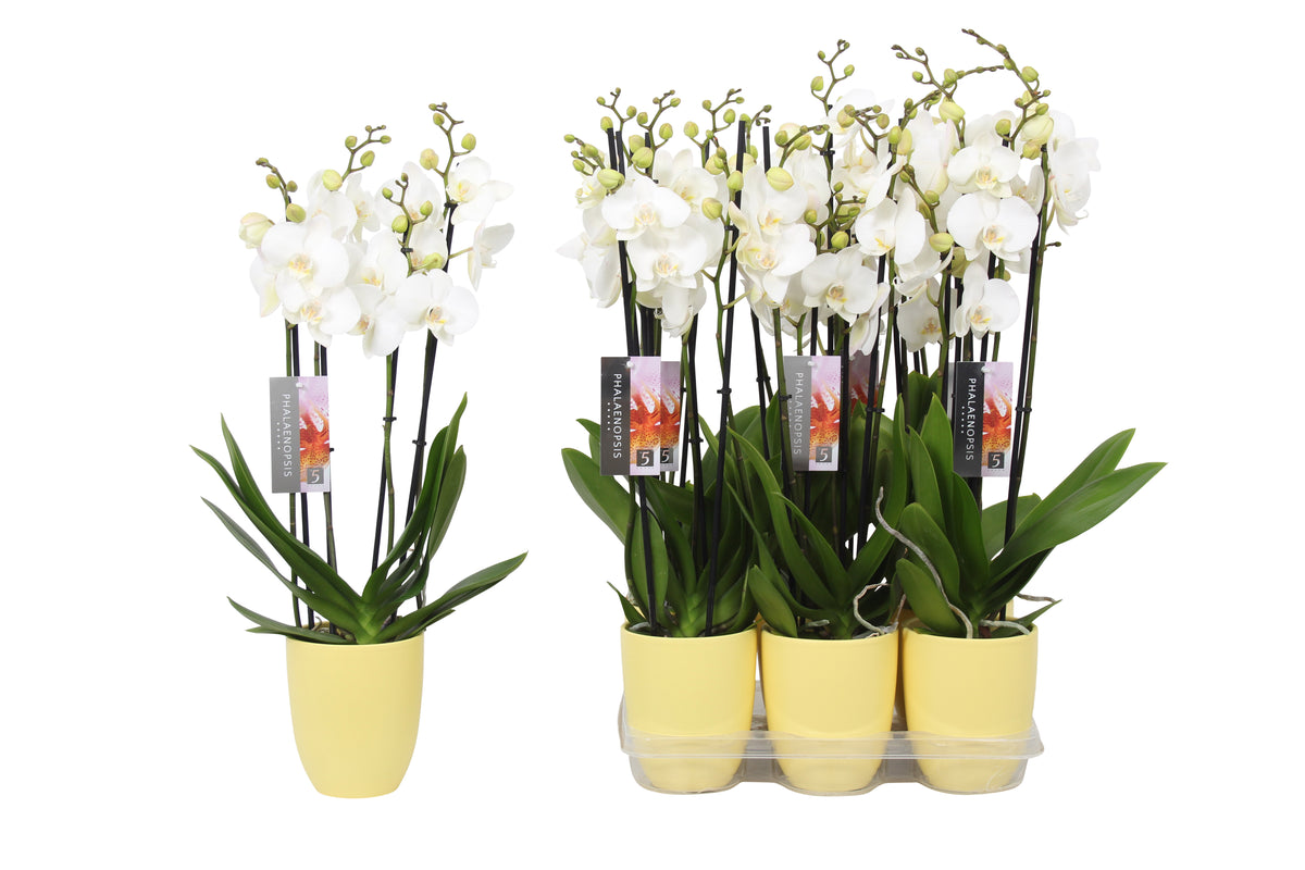 Phalaenopsis white 60cm 12cm Pot