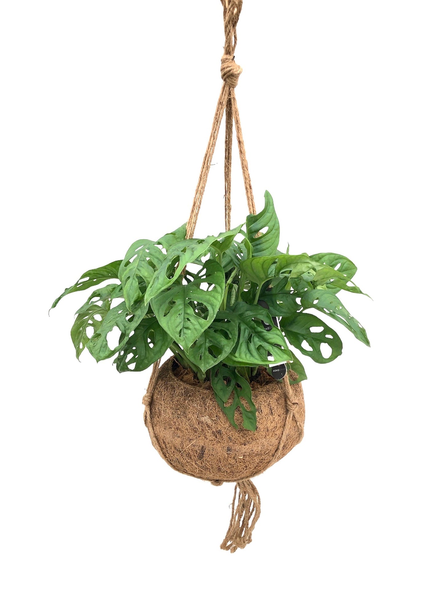 Kokoplant BV Monstera Monkey Leaf Pack of 1