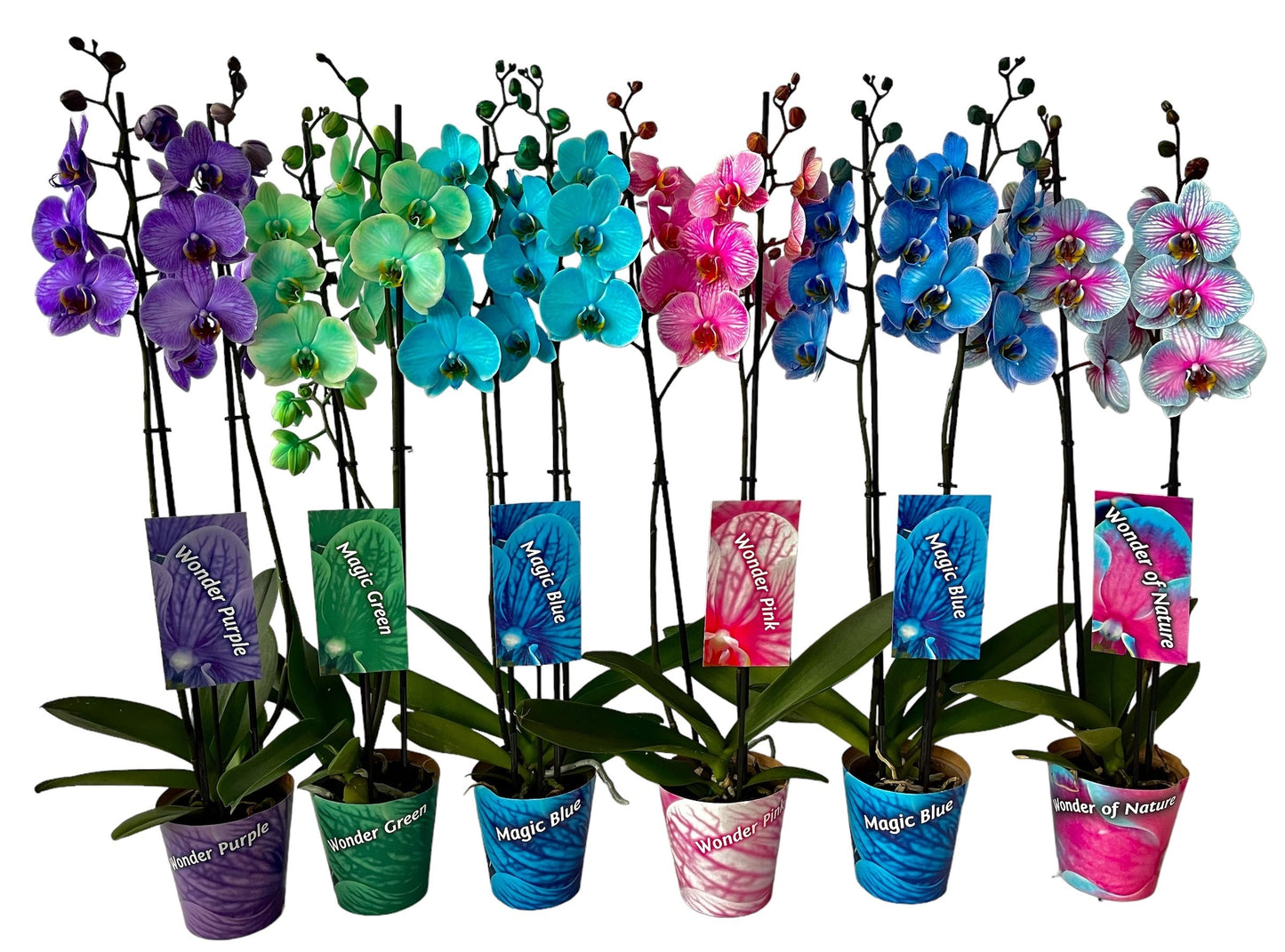 Phalaenopsis Hybrid 70cm 12cm Pot