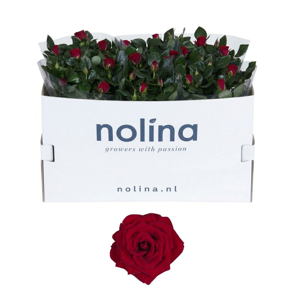 Rosa red 36cm 13cm Pot