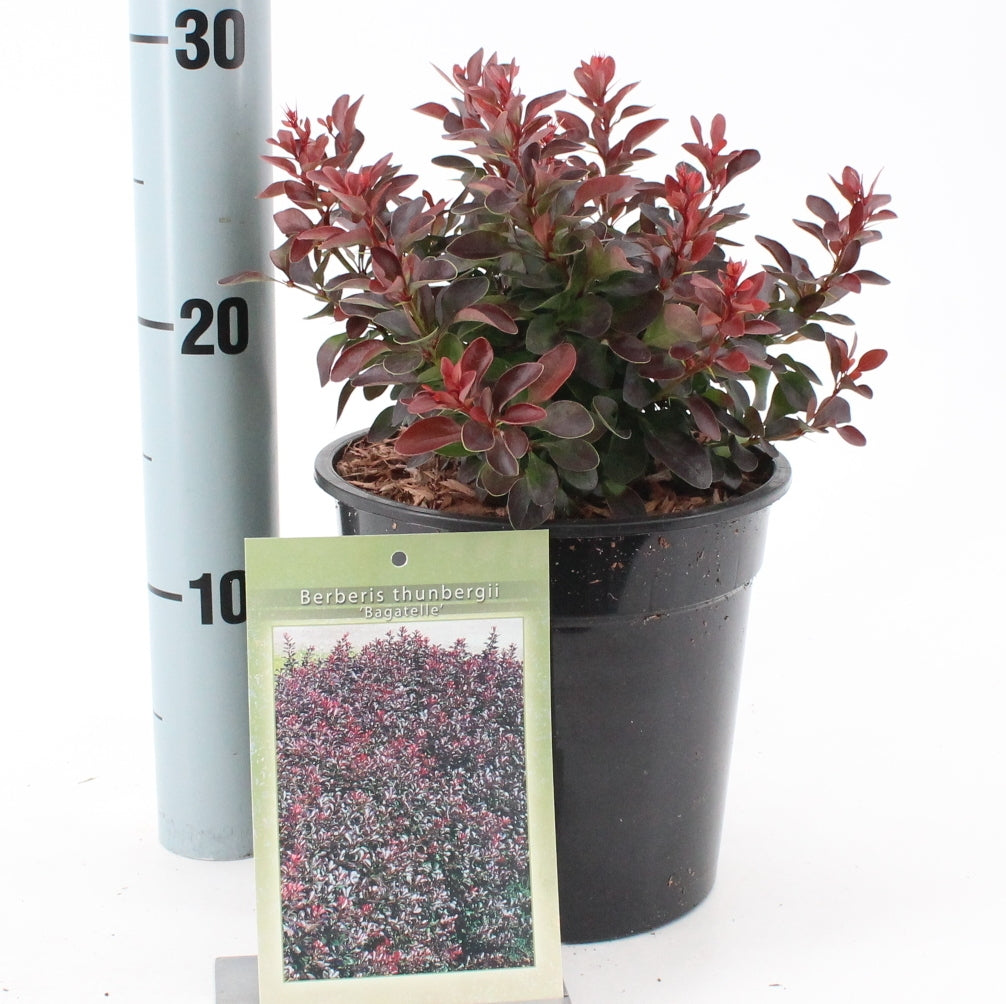 Berberis thunbergii Bagatelle 20cm 17cm Pot