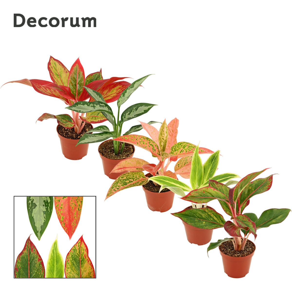 Aglaonema mix 20cm 9cm Pot