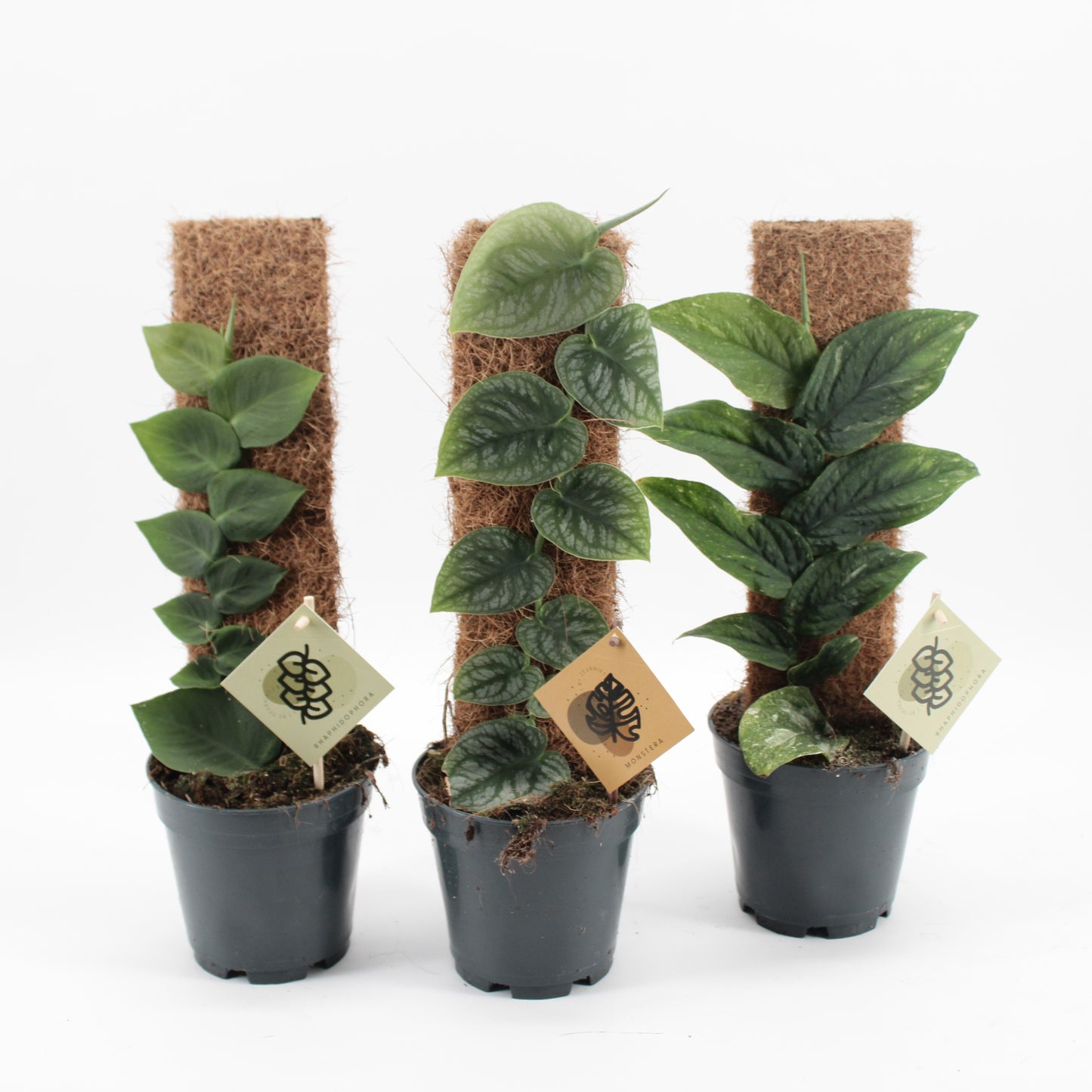 Zeur Niet, kwekerij Rhaphidophora mix Pack of 4