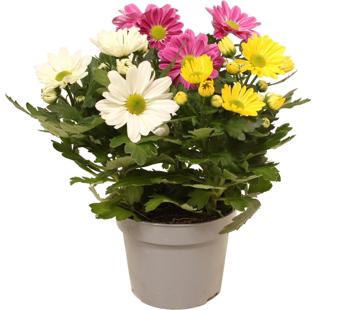 Chrysanthemum carnaval mix 25cm 12cm Pot