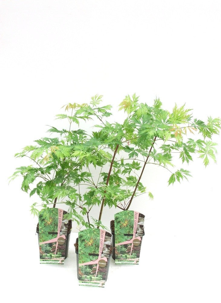 Acer Aconitifolium 60cm 19cm Pot