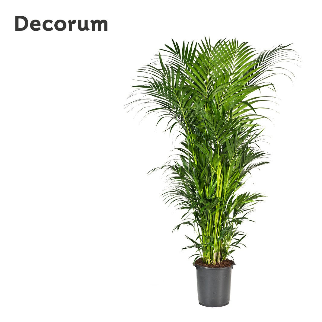 Howea forsteriana 250cm 40cm Pot