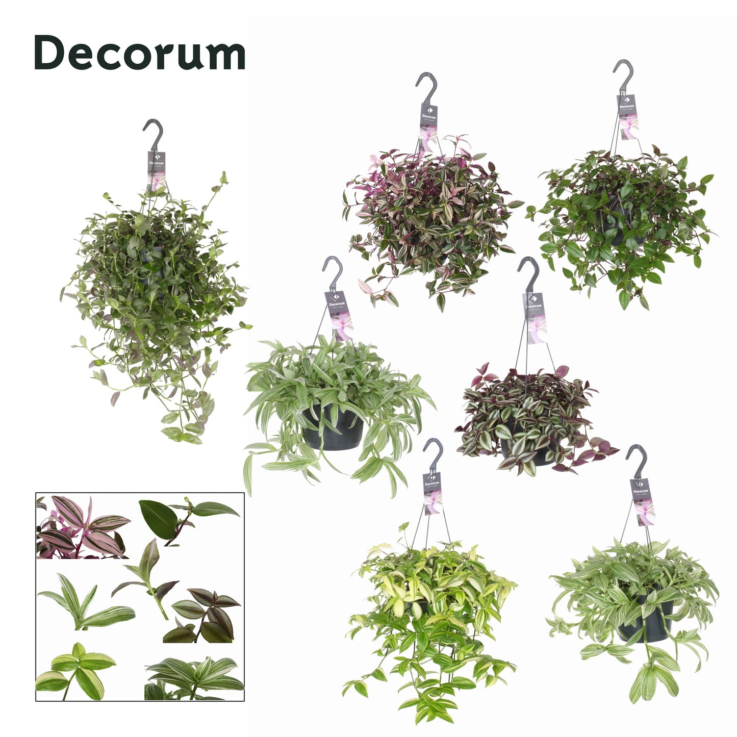 Hillplant BV Tradescantia mix Pack of 3