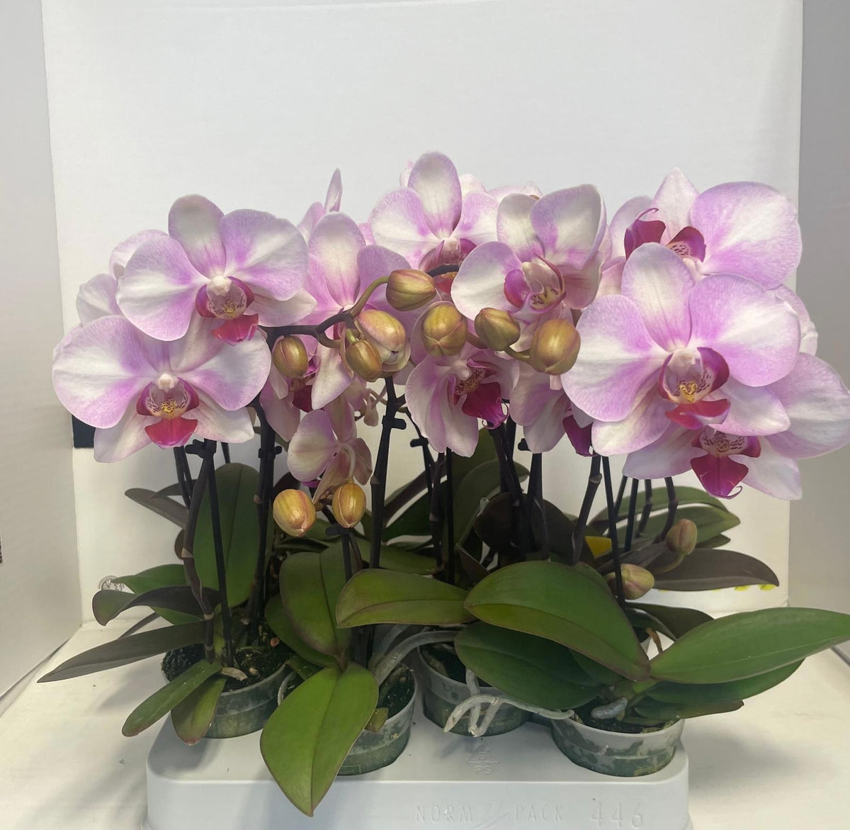 Phalaenopsis pink 25cm 7cm Pot