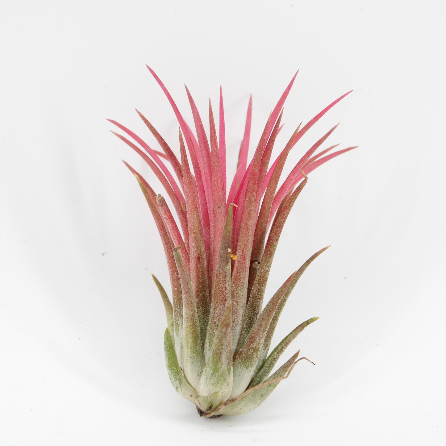 Tillandsia Creative red 7cm 998cm Pot