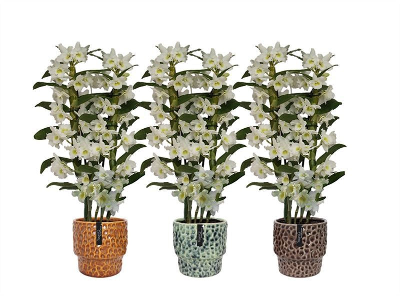 Dendrobium Apollon 50cm 12cm Pot