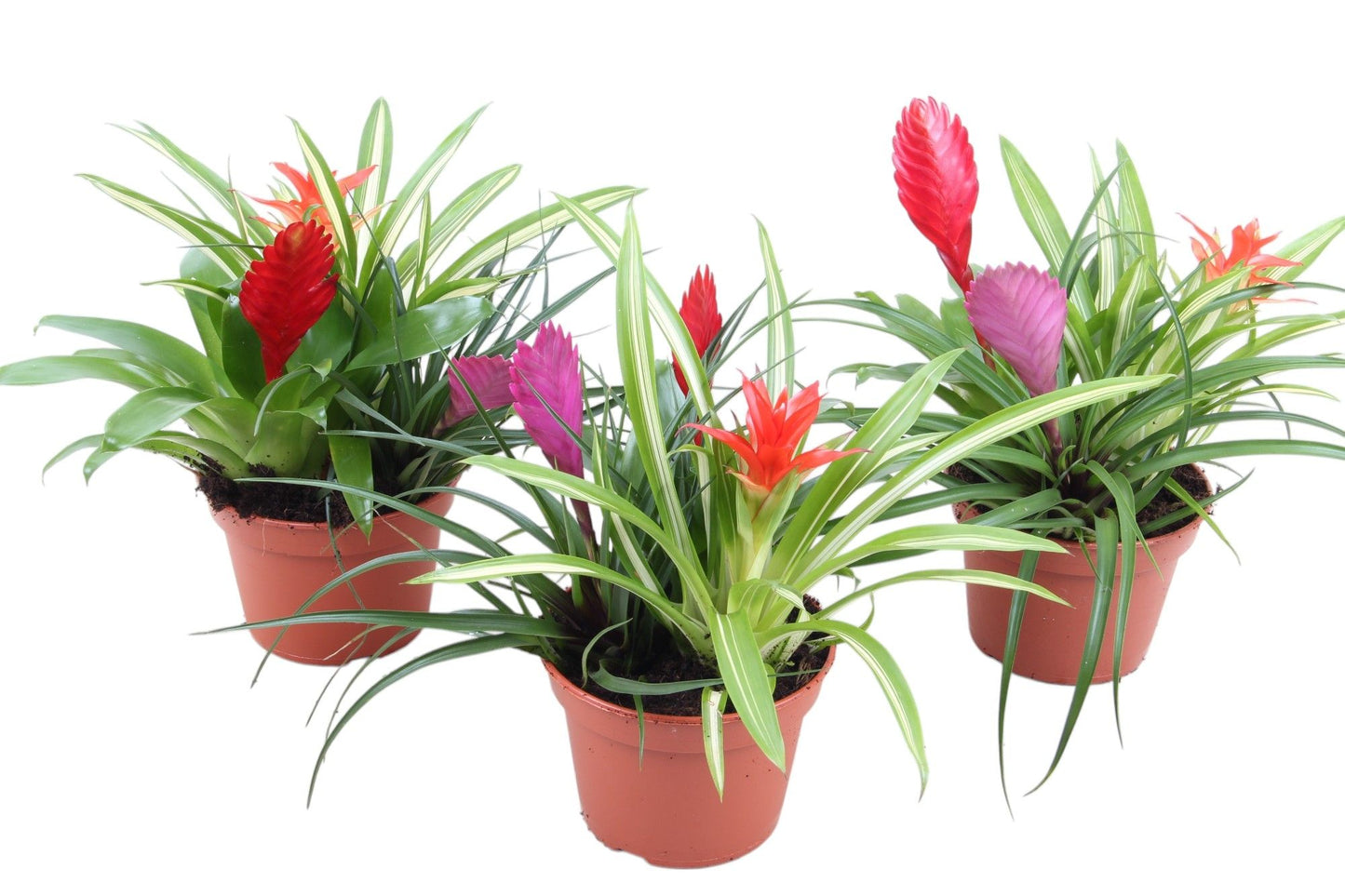 Bromelia mix 30cm 15cm Pot