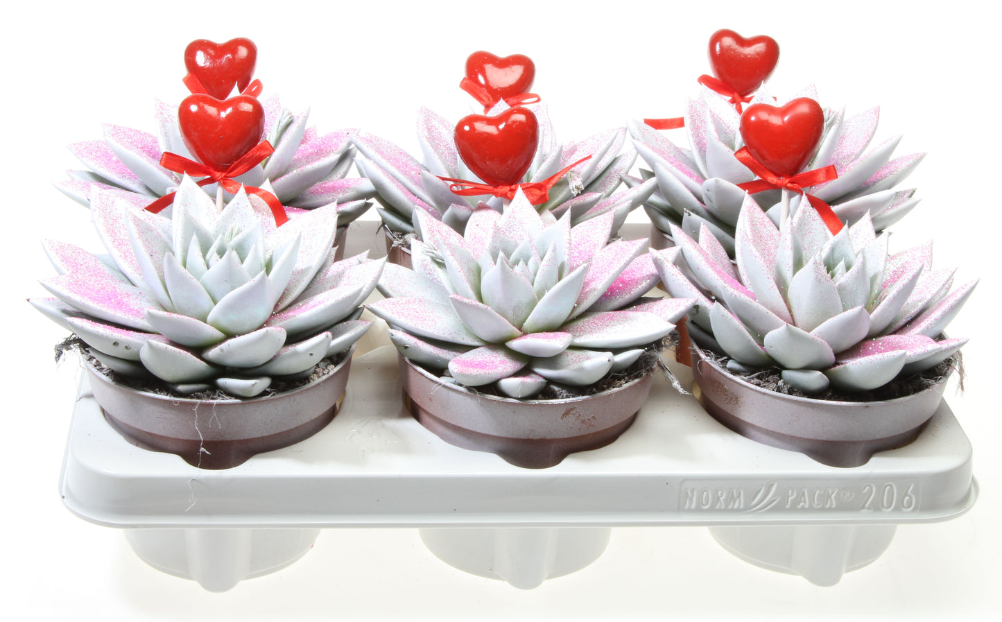 Euro Cactus Holland Bv Miranda wit roze glitter + hartje Pack of 6
