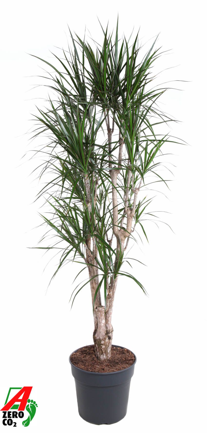 Dracaena marginata branched 200cm 34cm Pot