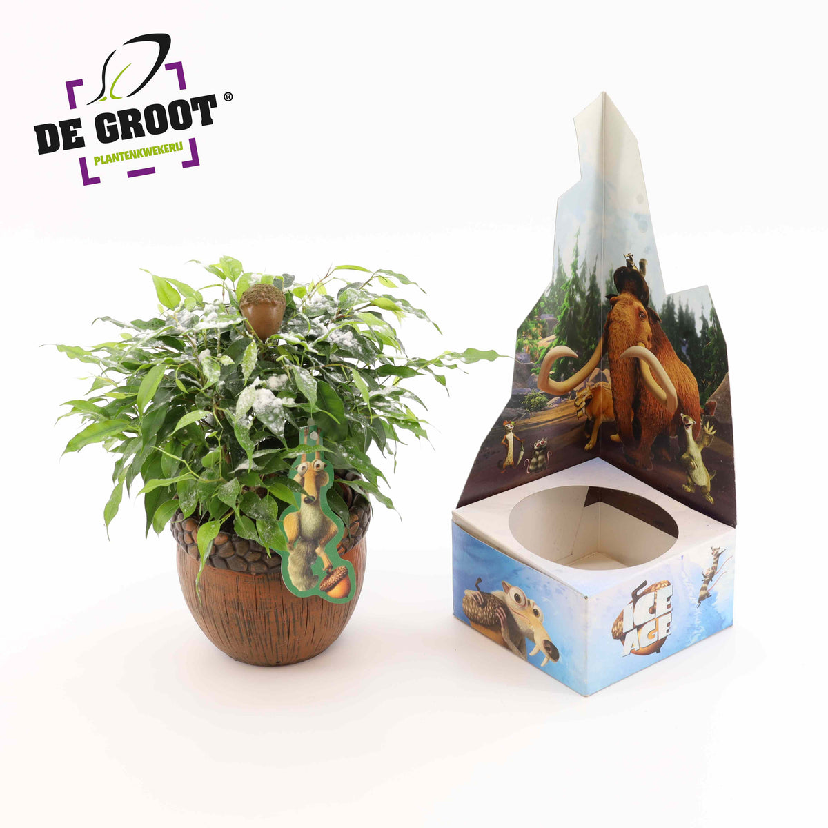 Ficus benj. Green Kinky 25cm 12cm Pot