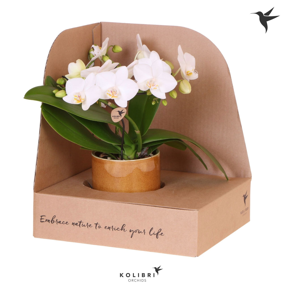 Phalaenopsis multiflora white 30cm 9cm Pot