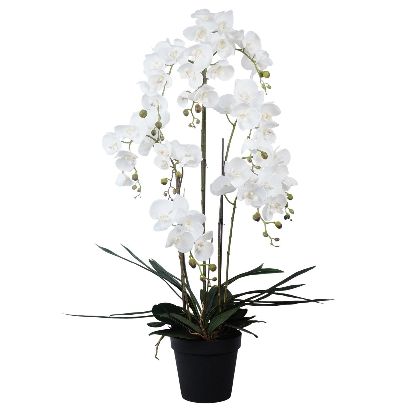 Lilac de chine p kg 120cm 22cm Pot