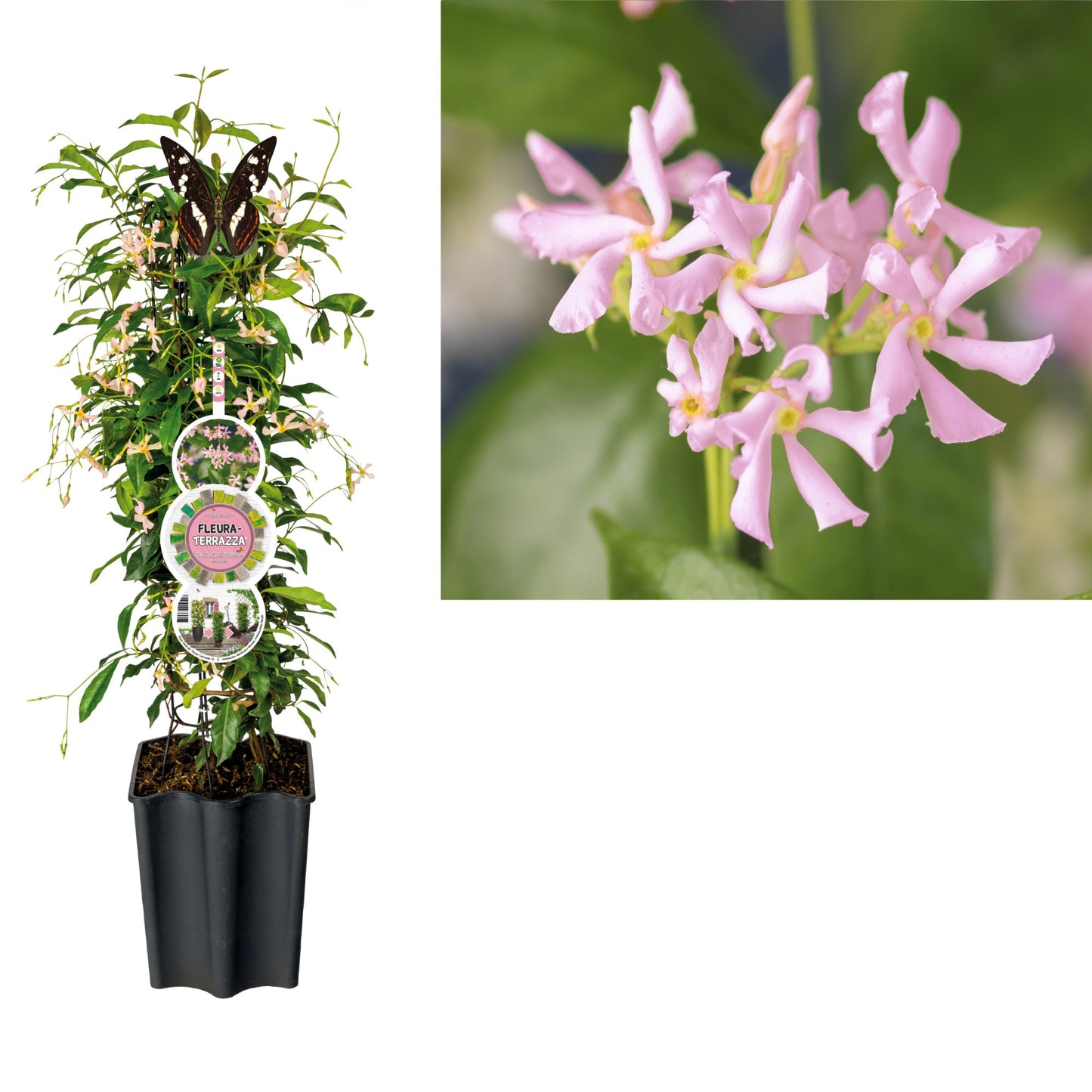 Trachelospermum asiaticum 75cm 19cm Pot