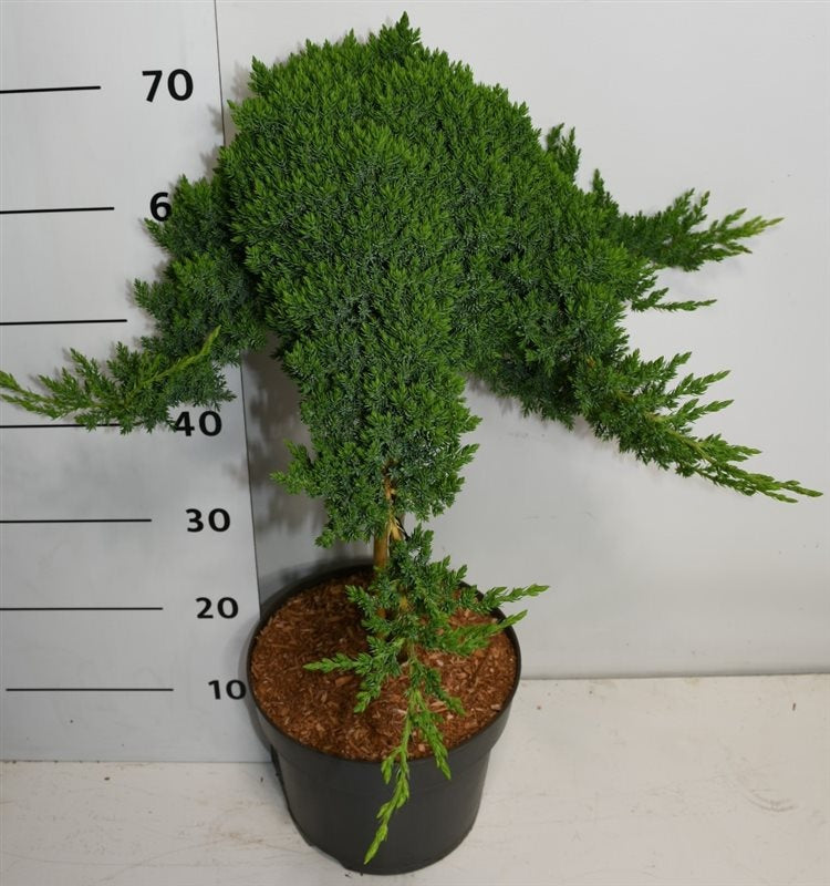 Juniperus procumbens Nana 75cm 26cm Pot