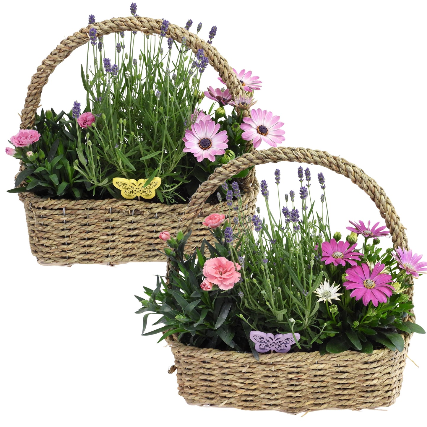 Outdoor arrangement 35cm 30cm Pot