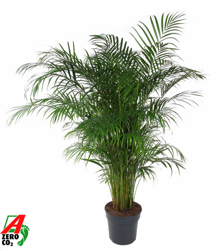 Dypsis lutescens 150cm 31cm Pot