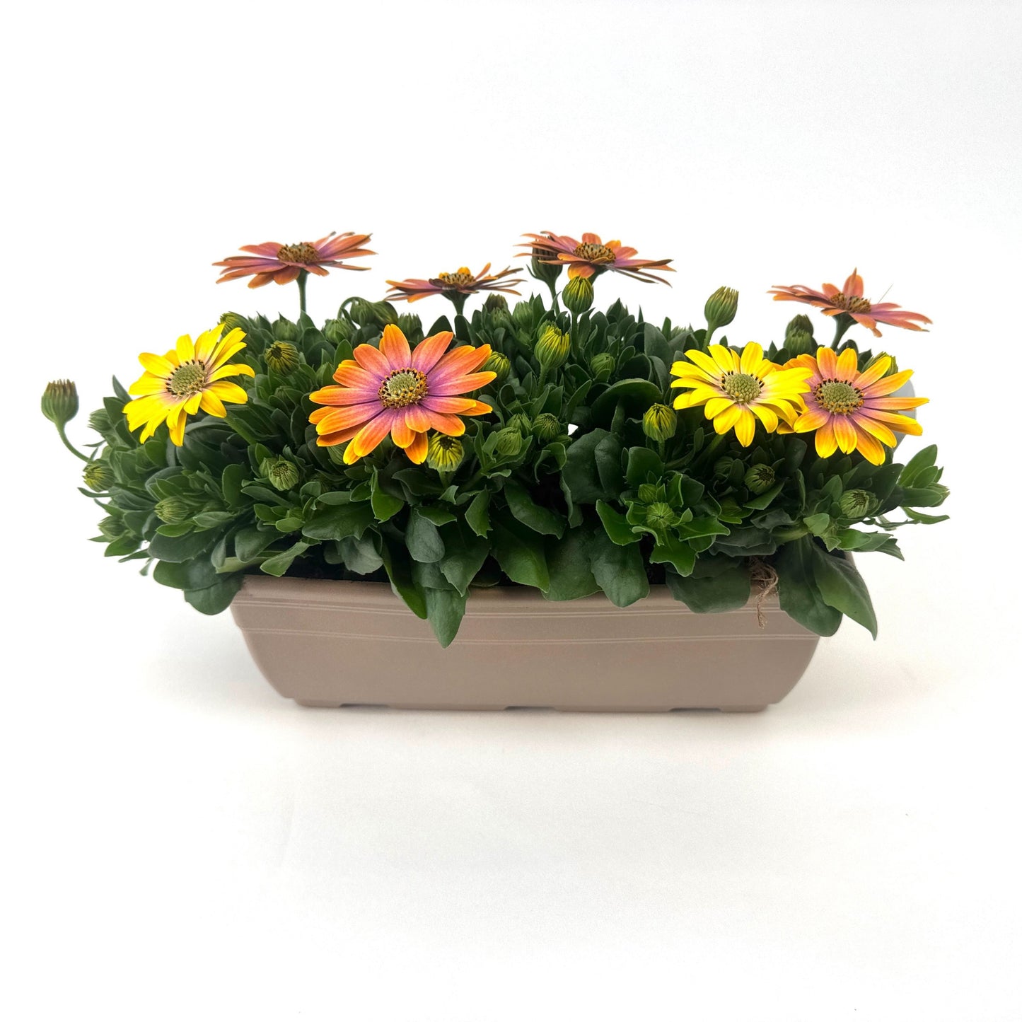 Osteospermum Senorita Bonita 24cm 27cm Pot