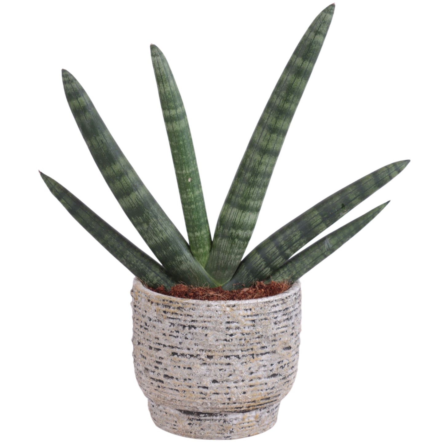 Sansevieria cyl. Handshake 45cm 14cm Pot