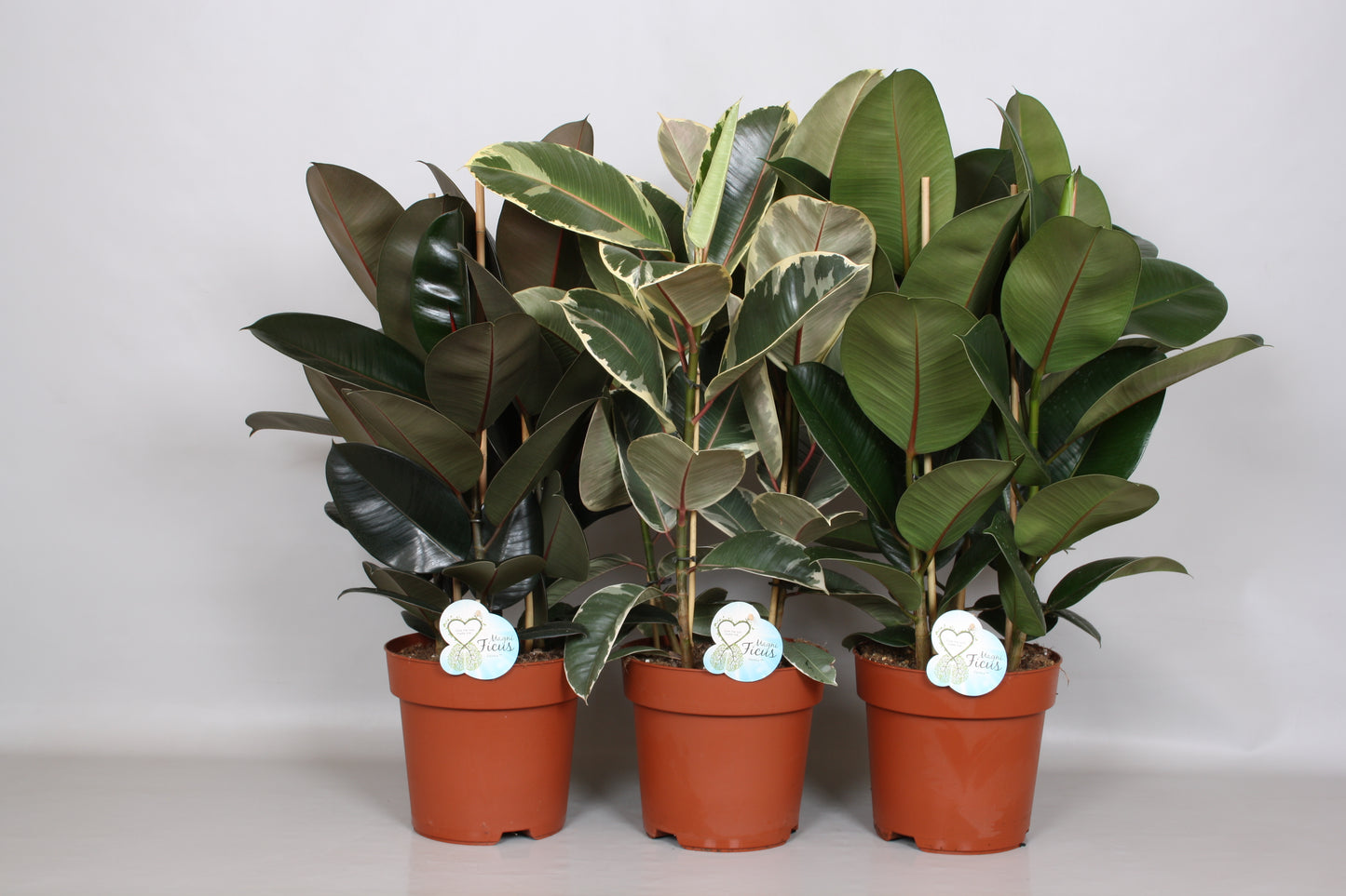 Peeters Potplanten BV Ficus elastica mix Pack of 1