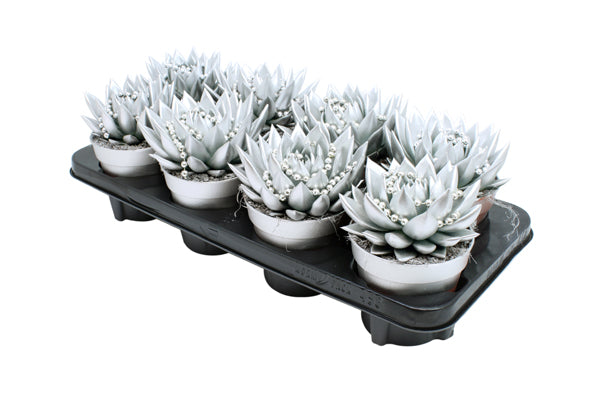 Echeveria Silver Pearl 15cm 12cm Pot