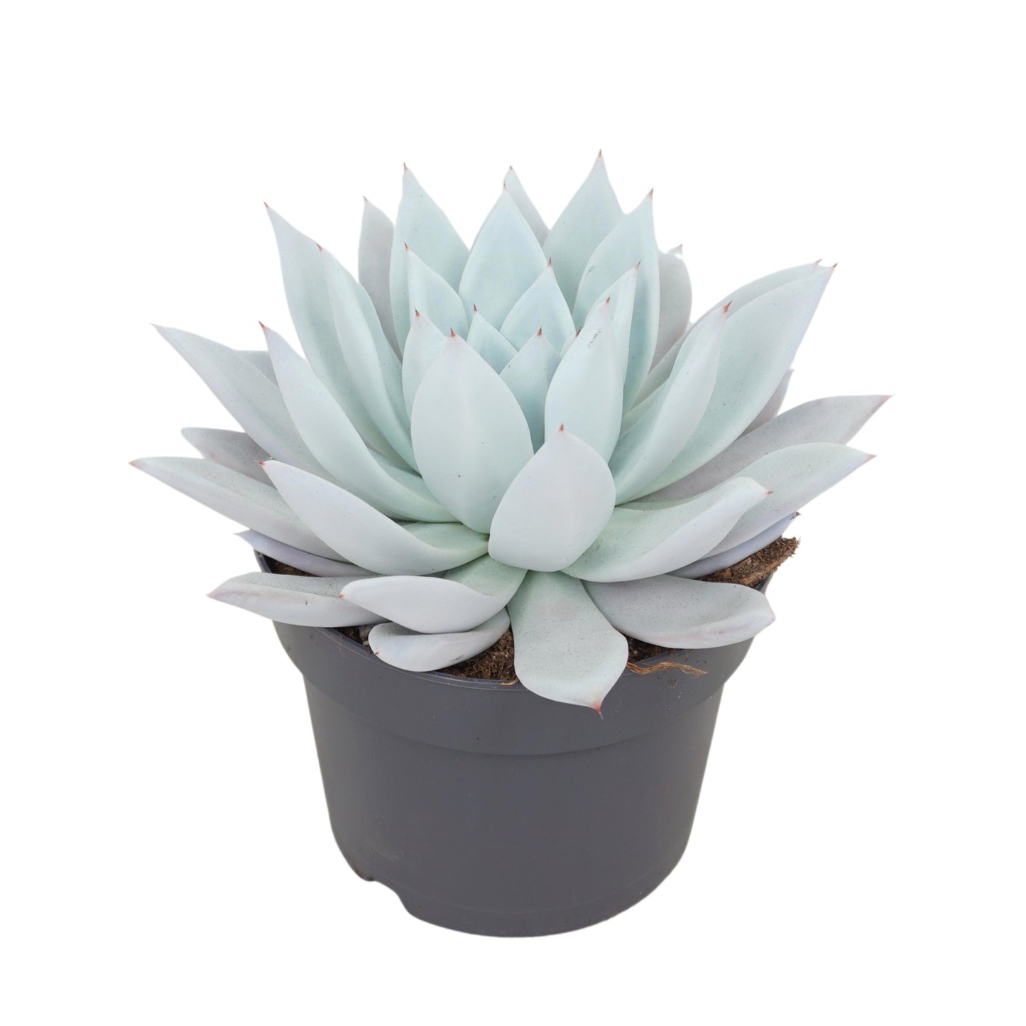 Echeveria Mexican Giant 25cm 17cm Pot