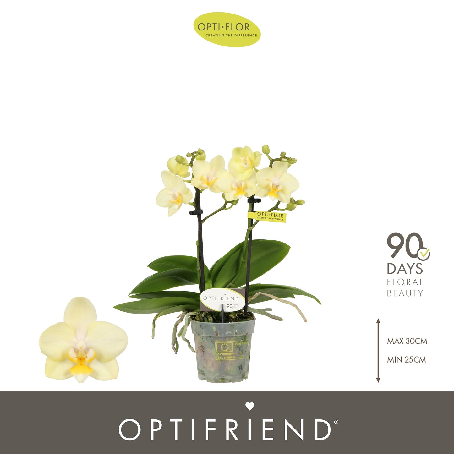 Phalaenopsis Optifriend Sara 25cm 7cm Pot