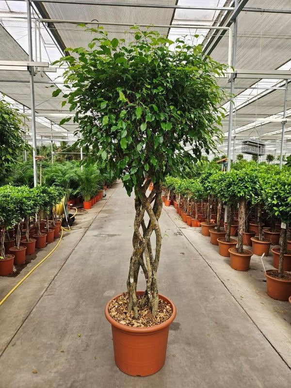 Ficus benj. Exotica 300cm 60cm Pot