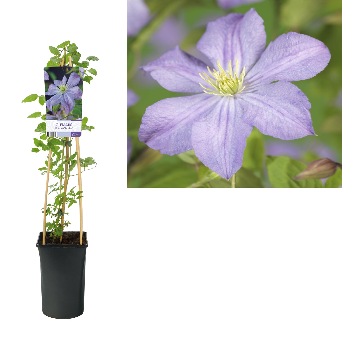 Clematis Prince Charles 75cm 17cm Pot
