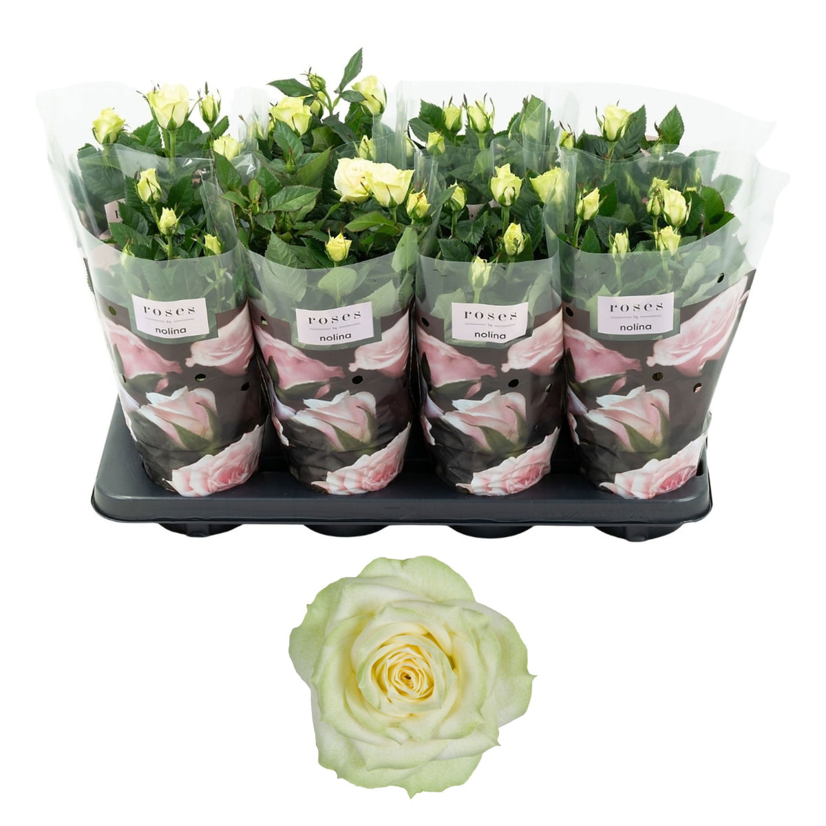 Rosa white 36cm 13cm Pot