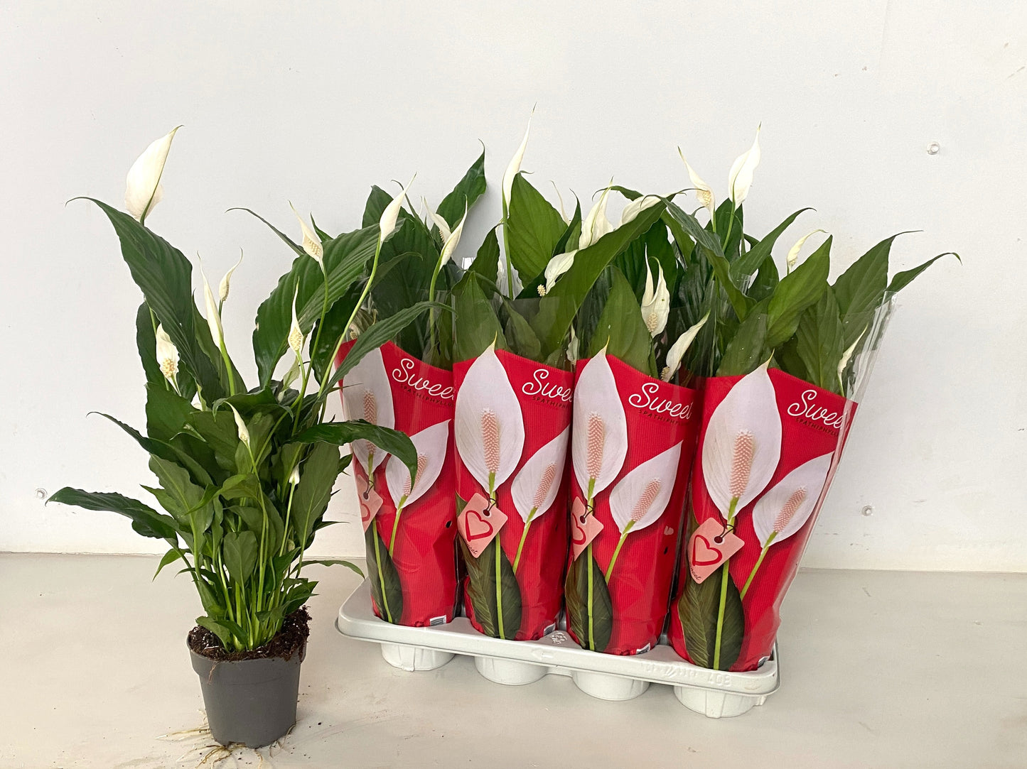 Spathiphyllum Sweet Chico 60cm 13cm Pot