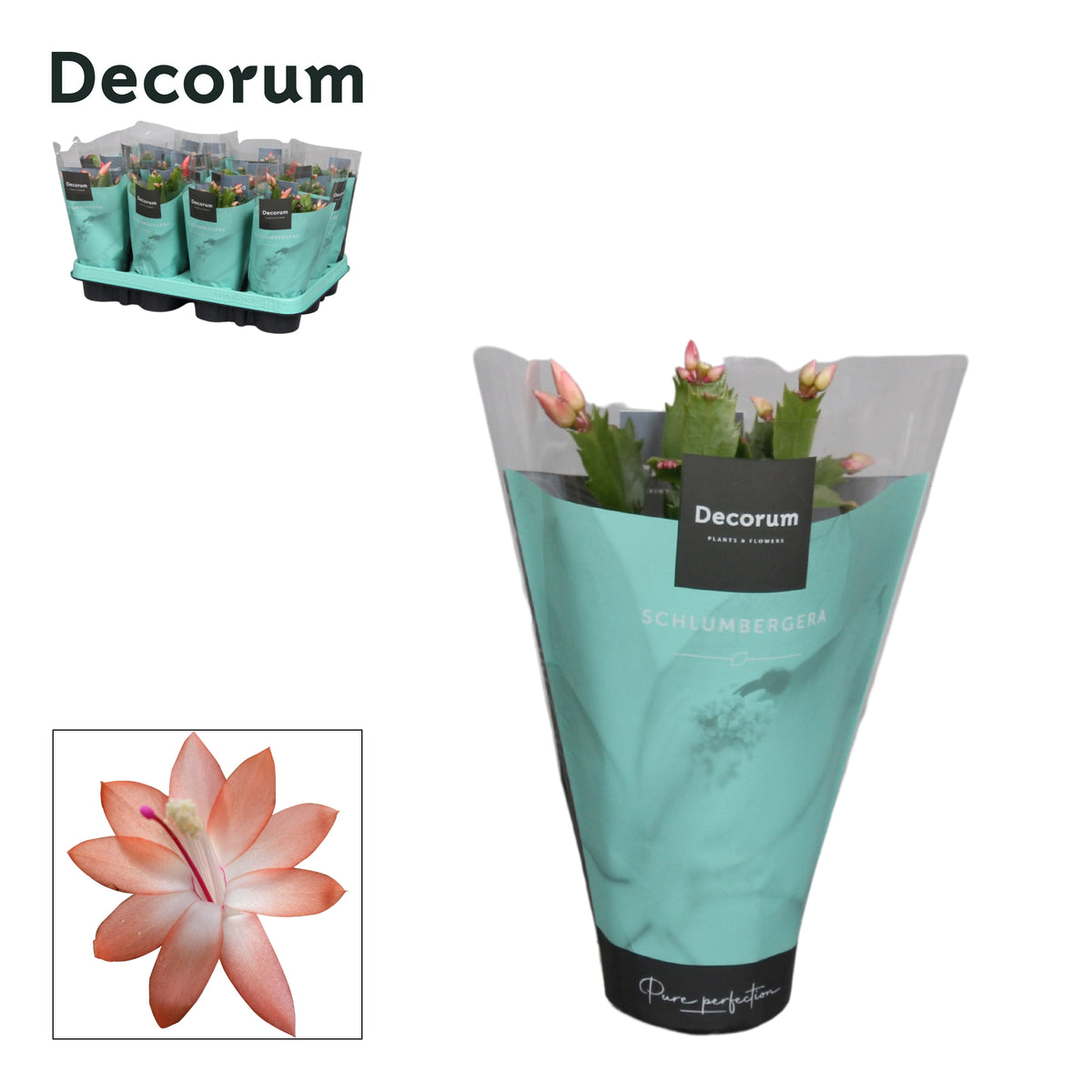 Schlumbergera orange 18cm 9cm Pot