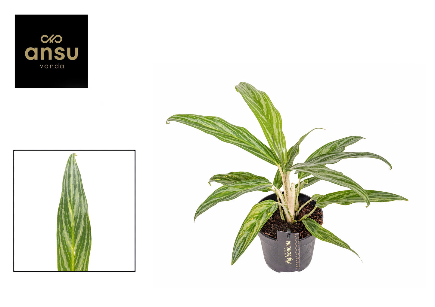 Aglaonema Suzy 35cm 12cm Pot