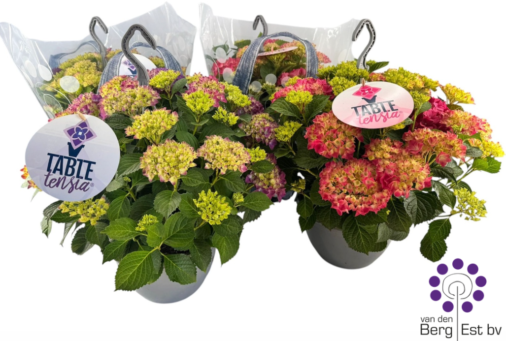 Hydrangea macr. Tabletensia 35cm 23cm Pot