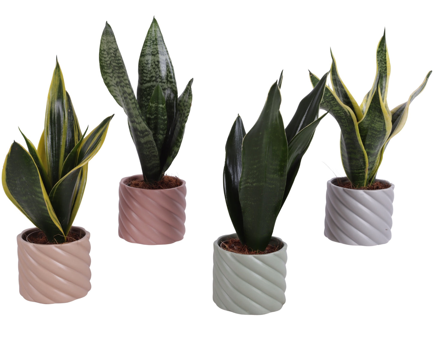 Sansevieria trifasciata 30cm 11cm Pot