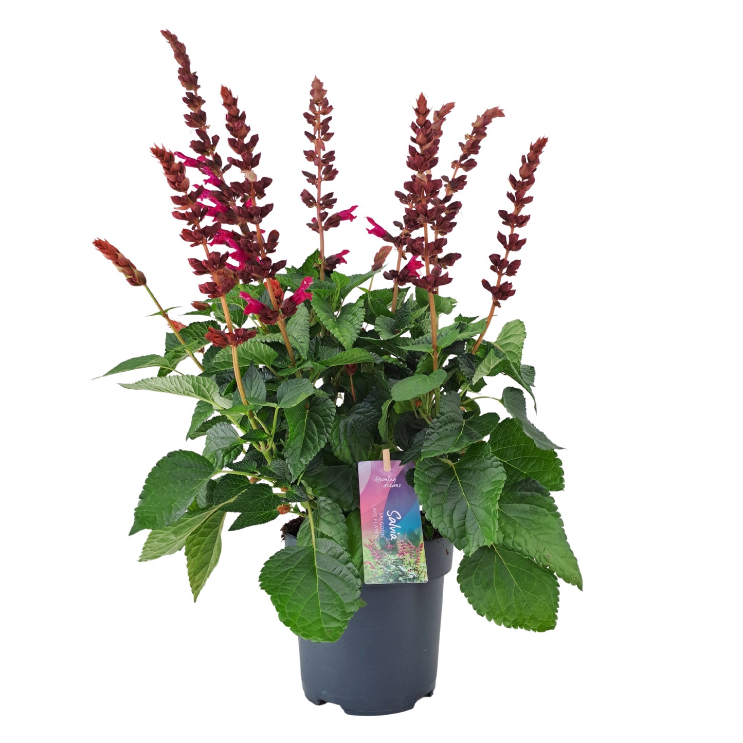 Salvia Salgoon Lake Flamingo 50cm 17cm Pot