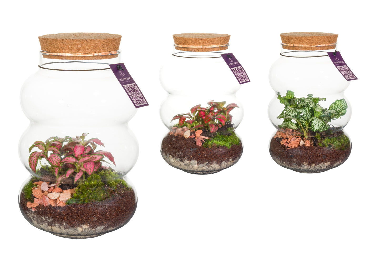 Wardians Wardians Terrarium - Pluto small Pack of 6